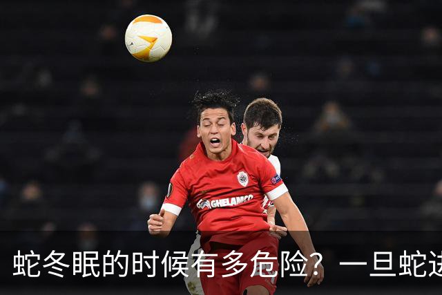 蛇冬眠的时候有多危险？一旦蛇进入冬眠，它就可能变成老鼠的一顿大餐
